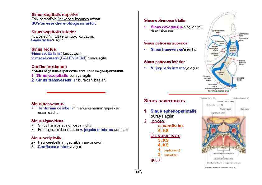 Sinus sagittalis superior Falx cerebri’nin üst kenarı boyunca uzanır BOS’un esas drene olduğu sinüstür.