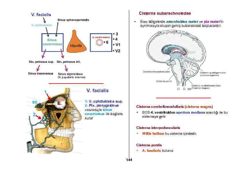 Cisterna subarachnoiedae V. facialis • 1 sc 2 Bazı bölgelerde aracnhoidea mater ve pia