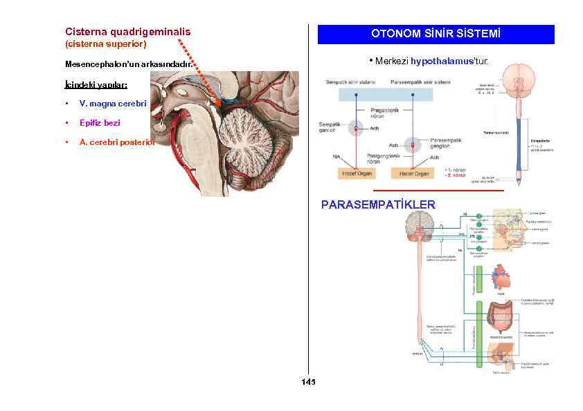 Cisterna quadrigeminalis OTONOM SİNİR SİSTEMİ (cisterna superior) • Merkezi hypothalamus’tur. Mesencephalon’un arkasındadır. İçindeki yapılar: