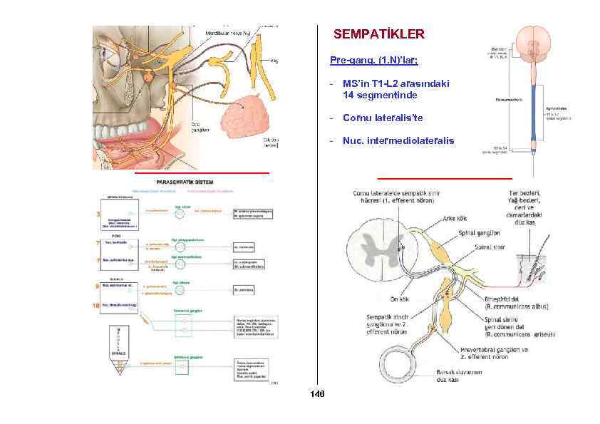 SEMPATİKLER Pre-gang. (1. N)’lar; - MS’in T 1 -L 2 arasındaki 14 segmentinde -