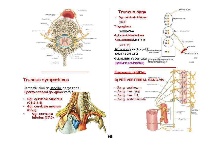 Truncus sym pathicus • Ggl. cervicale inferius (C 7 -8) T 1 ganglionu ile