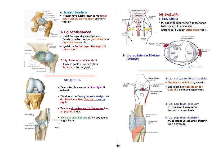 4. Zona orbicularis DIŞ BAĞLARI 1 - Lig. patella • Negatif hava basıncından sonra