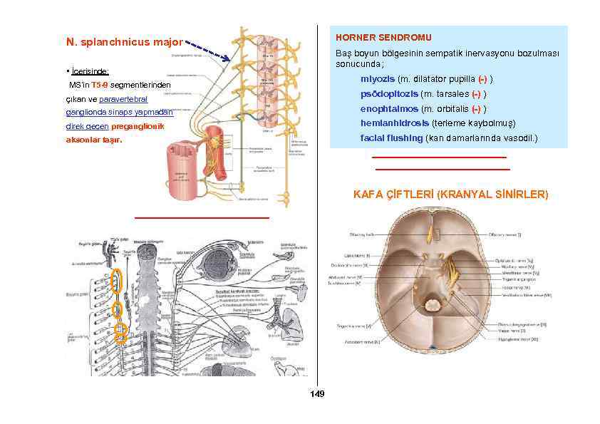 HORNER SENDROMU N. splanchnicus major Baş boyun bölgesinin sempatik inervasyonu bozulması sonucunda; • İçerisinde;