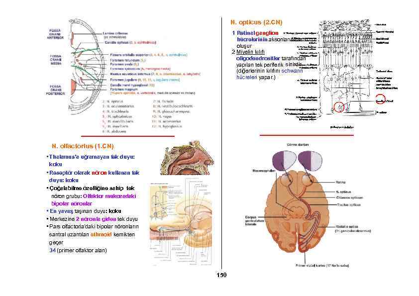 N. opticus (2. CN) 1 Retinal ganglion hücrelerinin aksonlarından oluşur 2 Miyelin kılıfı oligodendrositler