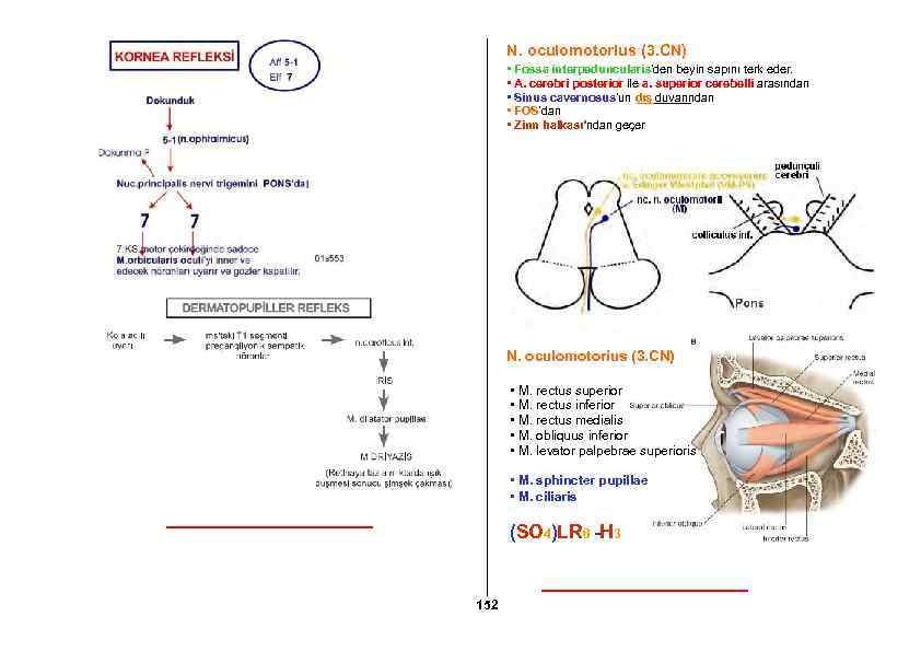 N. oculomotorius (3. CN) • Fossa interpeduncularis’den beyin sapını terk eder. • A. cerebri