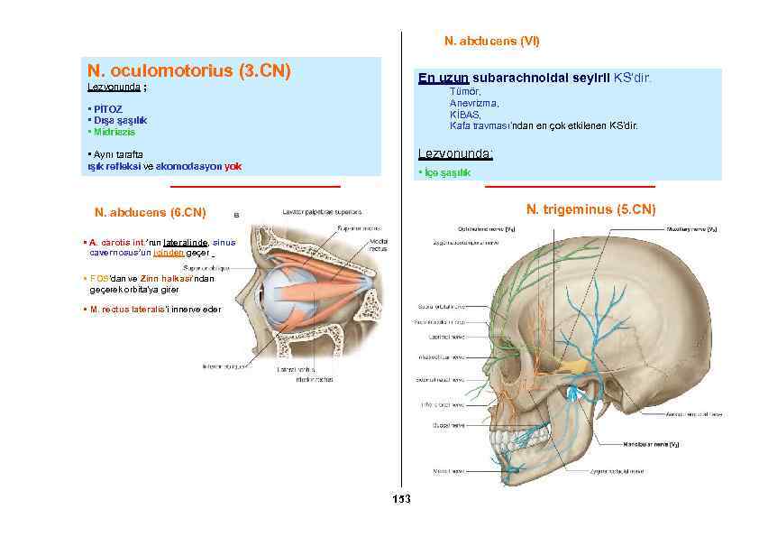 N. abducens (VI) N. oculomotorius (3. CN) En uzun subarachnoidal seyirli KS’dir. Lezyonunda ;