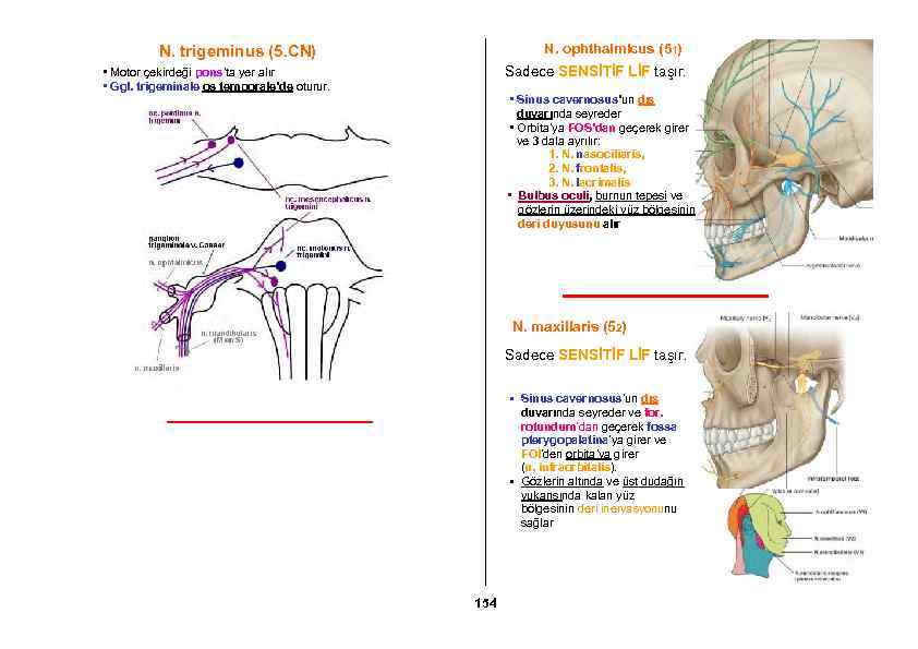 N. ophthalmicus (51) N. trigeminus (5. CN) Sadece SENSİTİF LİF taşır. • Motor çekirdeği