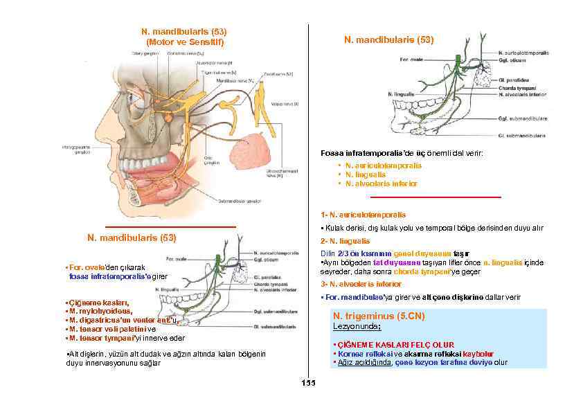 N. mandibularis (53) (Motor ve Sensitif) N. mandibularis (53) Fossa infratemporalis’de üç önemli dal