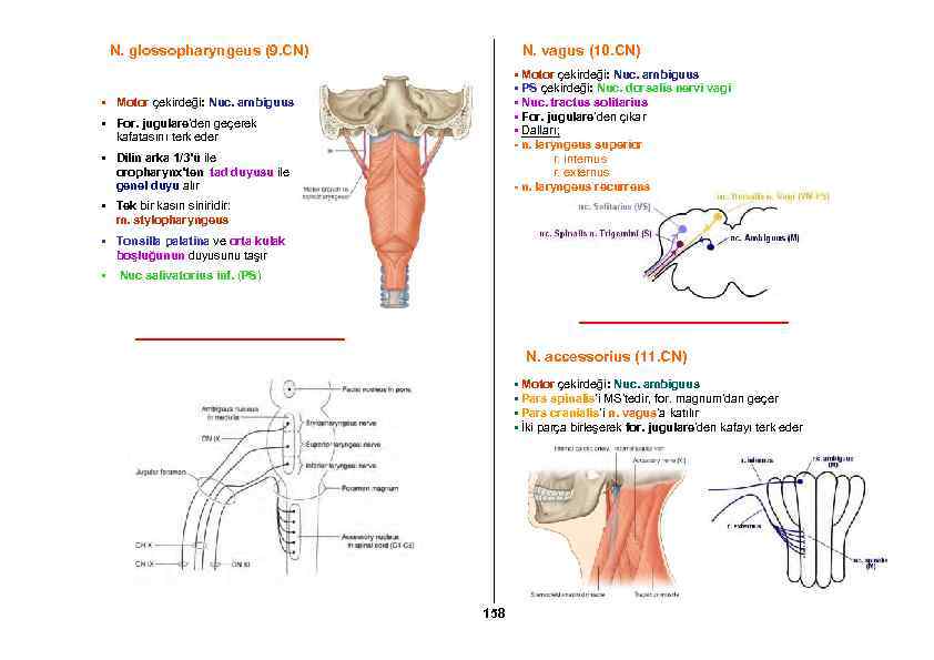 N. glossopharyngeus (9. CN) N. vagus (10. CN) • Motor çekirdeği: Nuc. ambiguus •