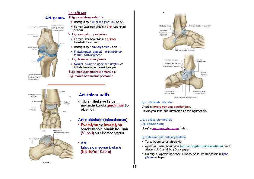 Art. genus İÇ BAĞLARI 1 Lig. cruciatum anterius Bacağın aşırı ekstansiyon’unu önler. Femur üzerinde