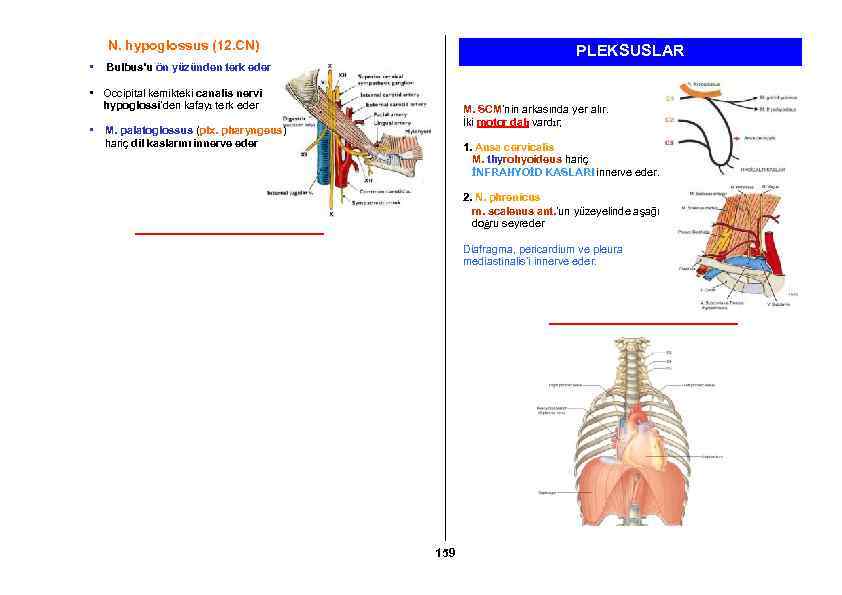 N. hypoglossus (12. CN) • PLEKSUSLAR Bulbus’u ön yüzünden terk eder • Occipital kemikteki