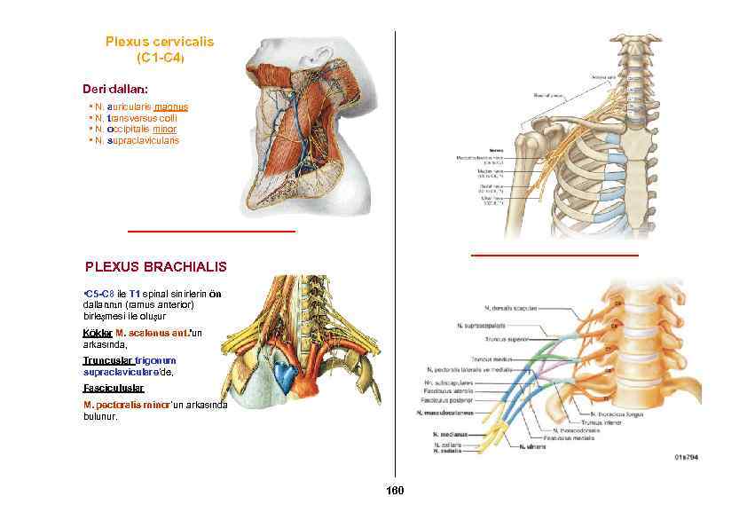 Plexus cervicalis (C 1 -C 4) Deri dalları: • N. auricularis magnus • N.