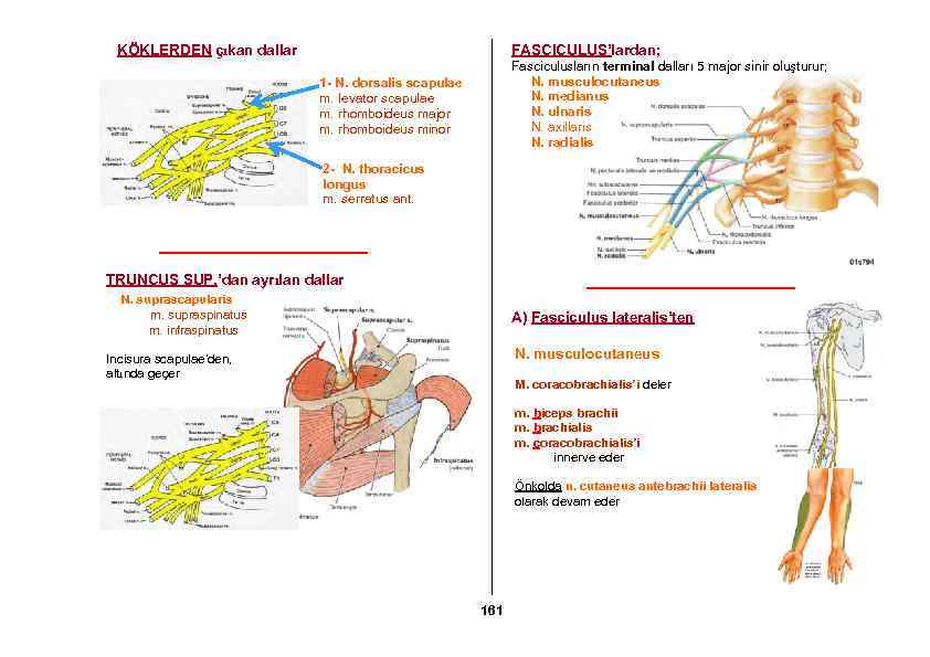 FASCICULUS’lardan; KÖKLERDEN çıkan dallar Fasciculusların terminal dalları 5 major sinir oluşturur; N. musculocutaneus N.