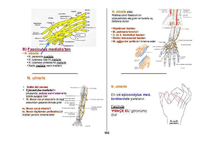 N. ulnaris elde; • Retinaculum flexorum’un yüzeyelinden ele girer ve burada uç dallarına ayrılır