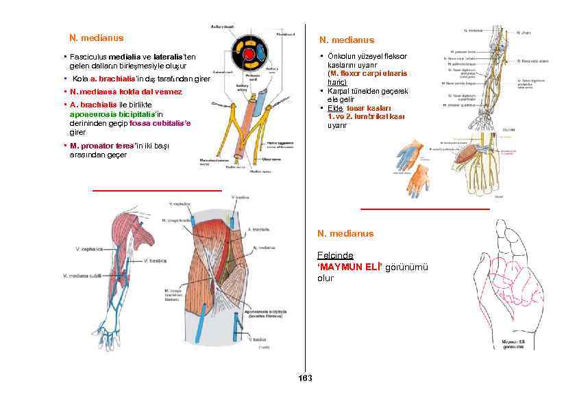 N. medianus • Önkolun yüzeyel fleksor kaslarını uyarır (M. flexor carpi ulnaris hariç) •