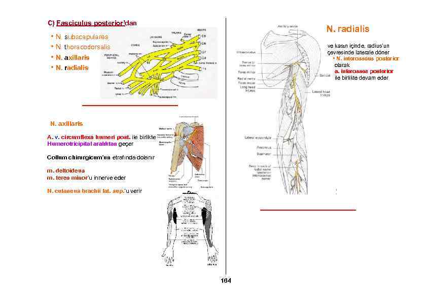 C) Fasciculus posterior’dan N. radialis • N. subscapulares • N. thoracodorsalis • N. axillaris