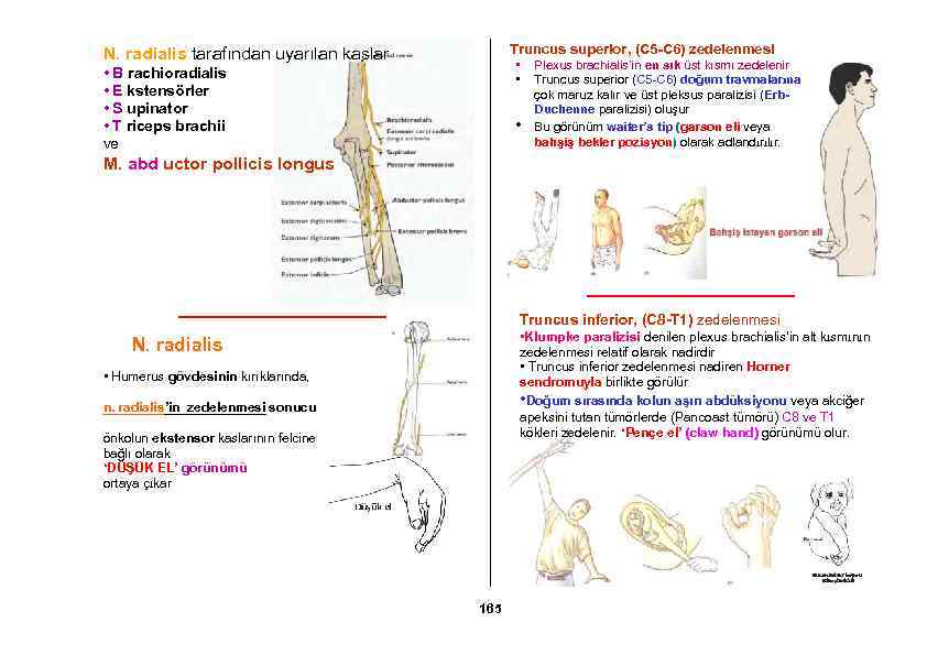 Truncus superior, (C 5 -C 6) zedelenmesi N. radialis tarafından uyarılan kaslar • •