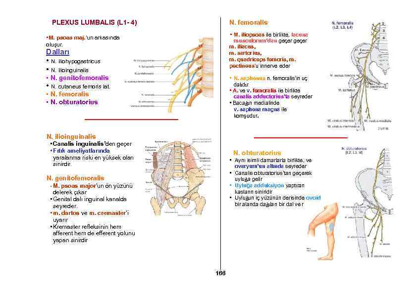 PLEXUS LUMBALIS (L 1 - 4) N. femoralis • M. iliopsoas ile birlikte, lacuna