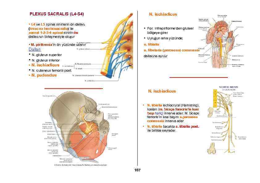 PLEXUS SACRALIS (L 4 -S 4) N. ischiadicus • L 4 ve L 5