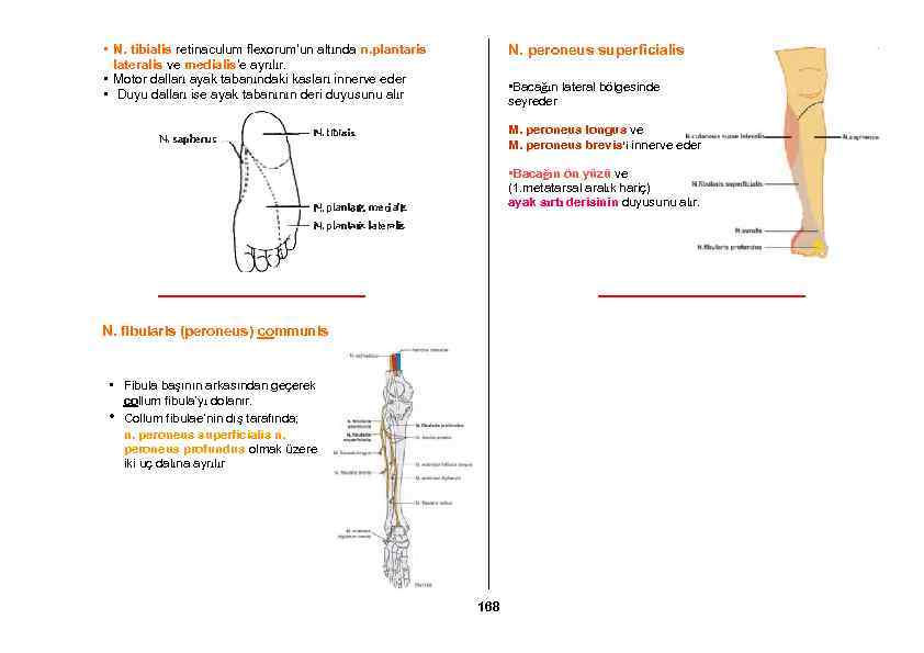  • N. tibialis retinaculum flexorum’un altında n. plantaris lateralis ve medialis’e ayrılır. •