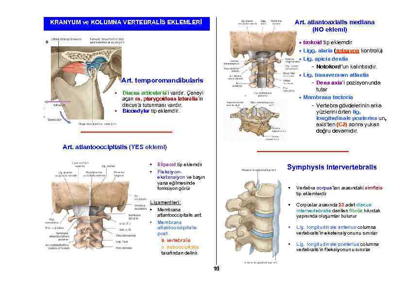 Art. atlantoaxialis mediana (NO eklemi) KRANYUM ve KOLUMNA VERTEBRALİS EKLEMLERİ trokoid tip eklemdir Ligg.