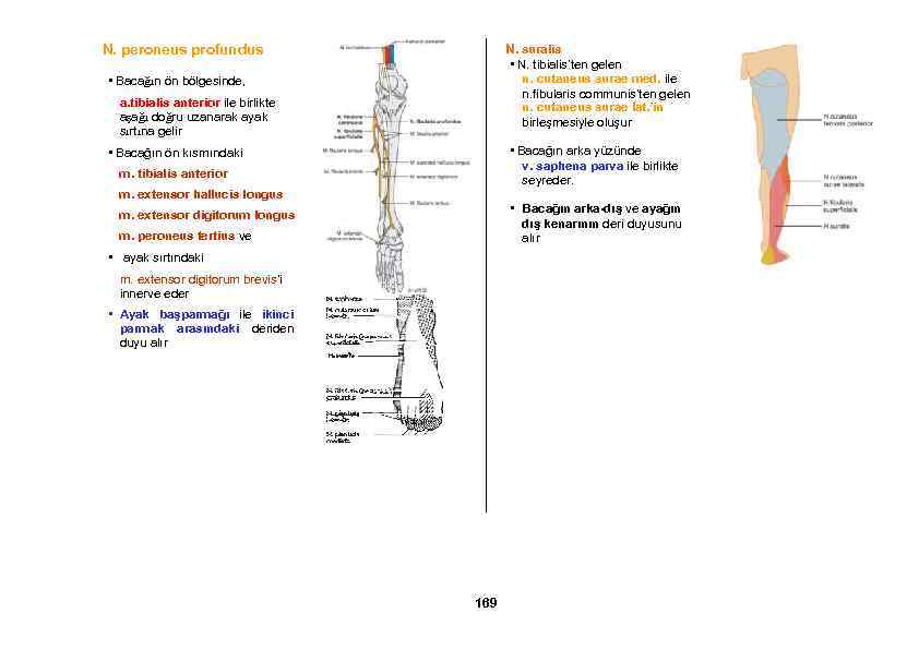 N. peroneus profundus N. suralis • N. tibialis’ten gelen n. cutaneus surae med. ile