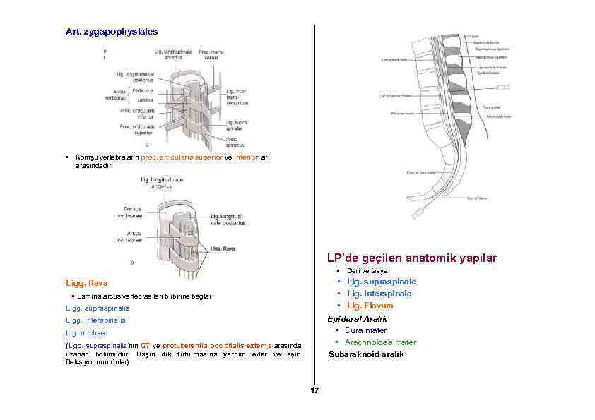 Art. zygapophysiales • Komşu vertebraların proc. articularis superior ve inferior’ları arasındadır LP’de geçilen anatomik