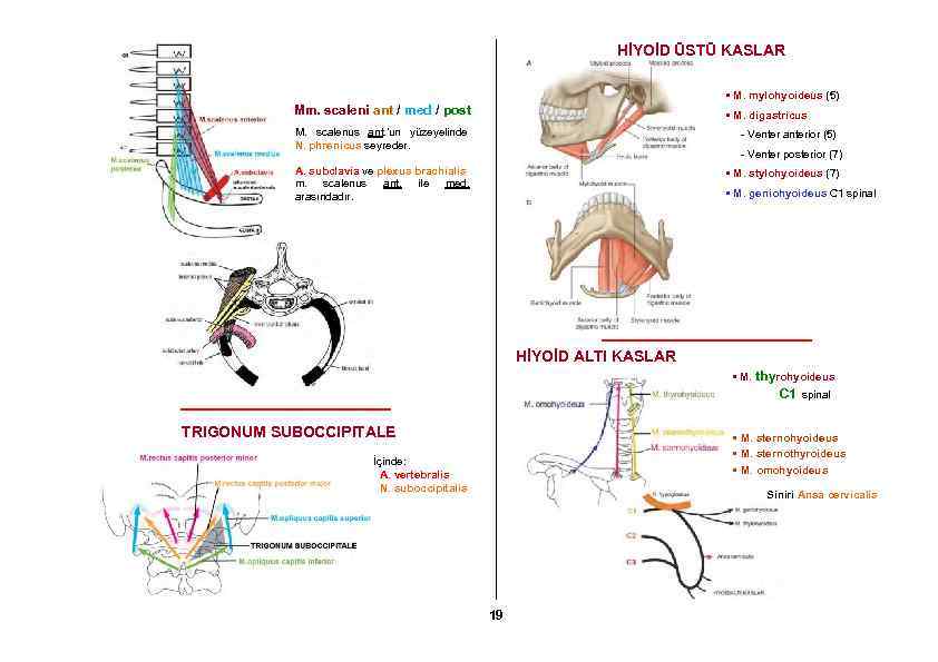 HİYOİD ÜSTÜ KASLAR • M. mylohyoideus (5) Mm. scaleni ant / med / post