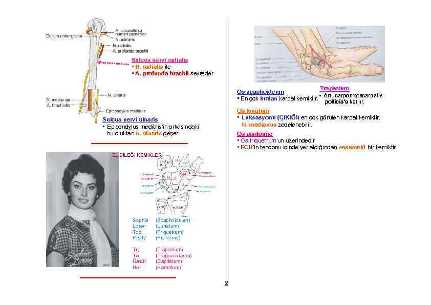 Sulcus nervi radialis • N. radialis ile • A. profunda brachii seyreder Trapezium Os