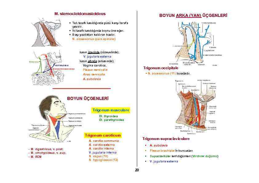 M. sternocleidomastoideus BOYUN ARKA (YAN) ÜÇGENLERİ • Tek taraflı kasıldığında yüzü karşı tarafa çevirir.