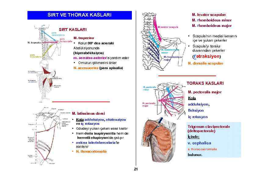 SIRT VE THORAX KASLARI M. levator scapulae M. rhomboideus minor M. rhomboideus major SIRT