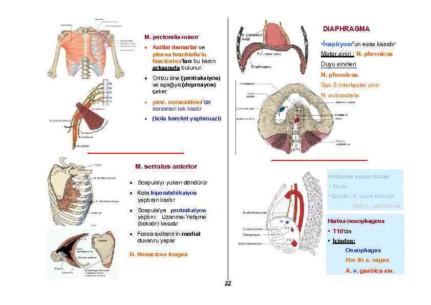 DIAPHRAGMA M. pectoralis minor • İnspiryum’un esas kasıdır Axillar damarlar ve plexus brachialis’in fasciculus’ları