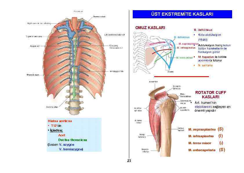 ÜST EKSTREMİTE KASLARI OMUZ KASLARI M. deltoideus • Kola abdüksiyon (15 -90) • Adduksiyon