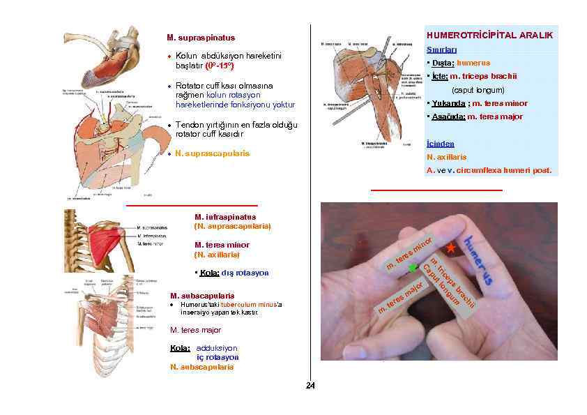 HUMEROTRİCİPİTAL ARALIK M. supraspinatus Sınırları Kolun abdüksiyon hareketini başlatır (0º-15º) • Dışta; humerus •