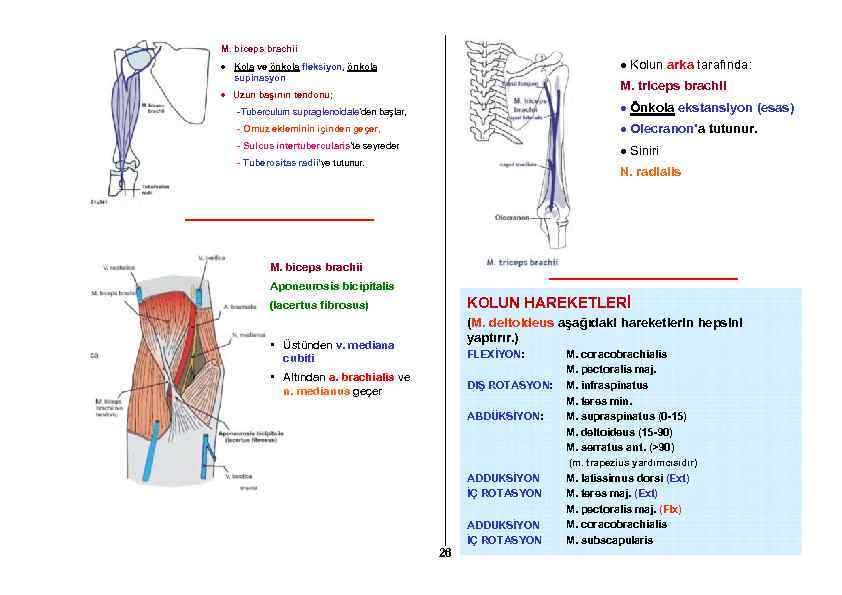 M. biceps brachii Kolun arka tarafında: Kola ve önkola fleksiyon, önkola supinasyon M. triceps