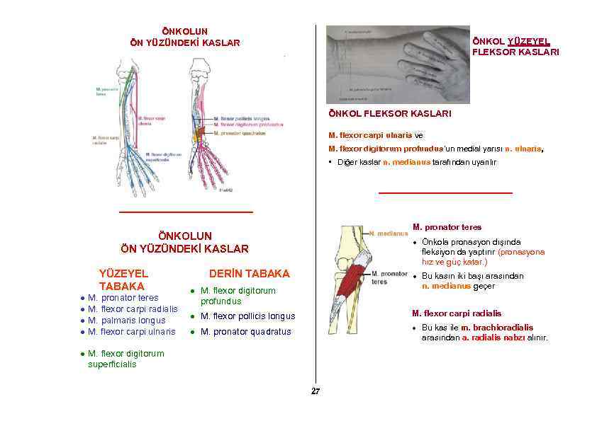 ÖNKOLUN ÖN YÜZÜNDEKİ KASLAR ÖNKOL YÜZEYEL FLEKSOR KASLARI ÖNKOL FLEKSOR KASLARI M. flexor carpi