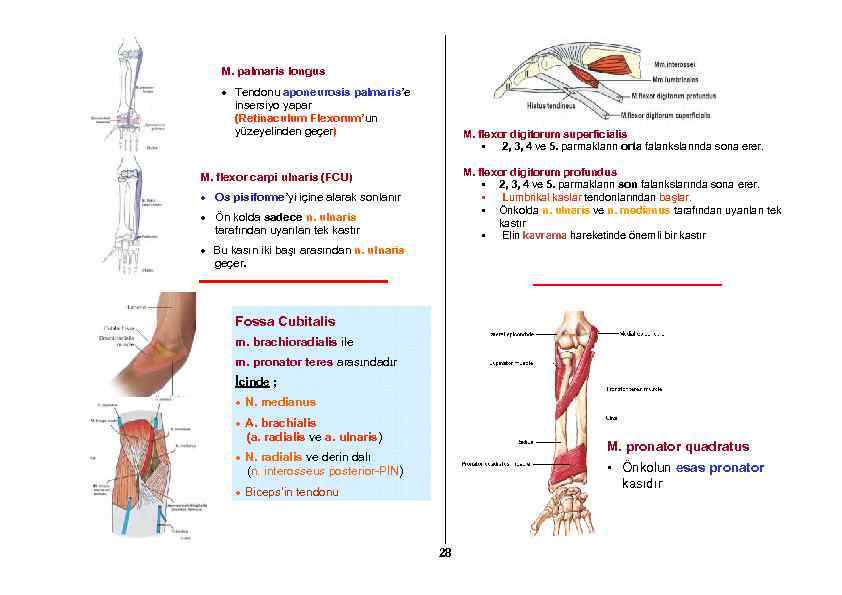 M. palmaris longus Tendonu aponeurosis palmaris’e insersiyo yapar (Retinaculum Flexorum’un yüzeyelinden geçer) M. flexor