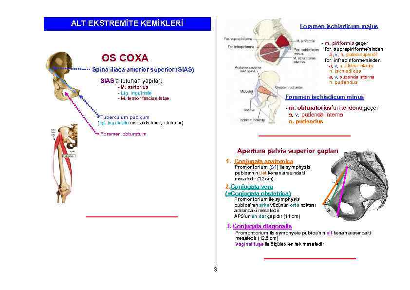 ALT EKSTREMİTE KEMİKLERİ Foramen ischiadicum majus - m. piriformis geçer for. suprapiriforme’sinden a, v,