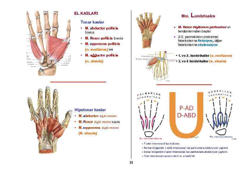 EL KASLARI Mm. Lumbricales Tenar kaslar • M. abductor pollicis brevis M. flexor digitorum