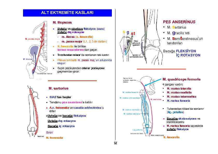 ALT EKTREMİTE KASLARI M. iliopsoas Uyluğa ve gövdeye fleksiyon (esas) Uyluğa dış rotasyon -