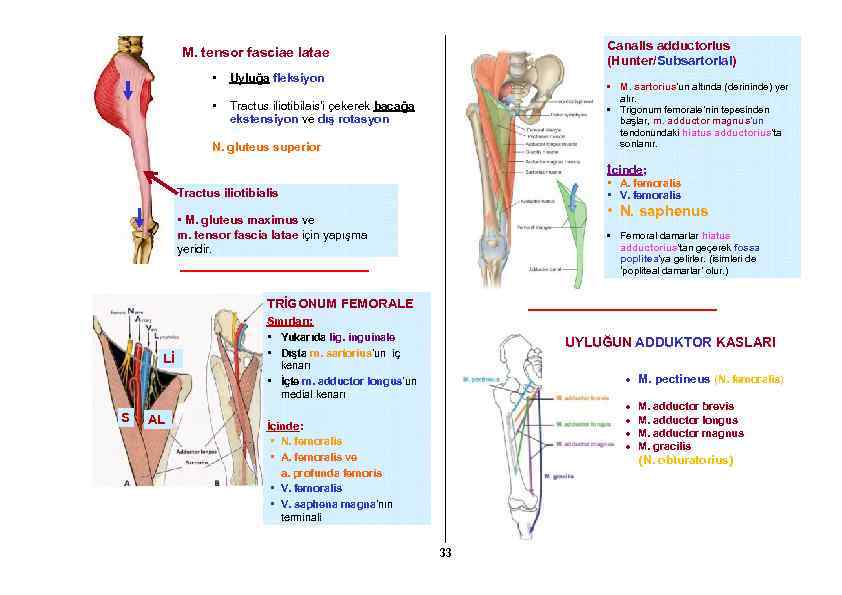 Canalis adductorius (Hunter/Subsartorial) M. tensor fasciae latae • Uyluğa fleksiyon • Tractus iliotibilais’i çekerek