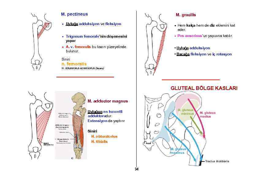 M. pectineus M. gracilis Uyluğa adduksiyon ve fleksiyon Hem kalça hem de diz eklemini