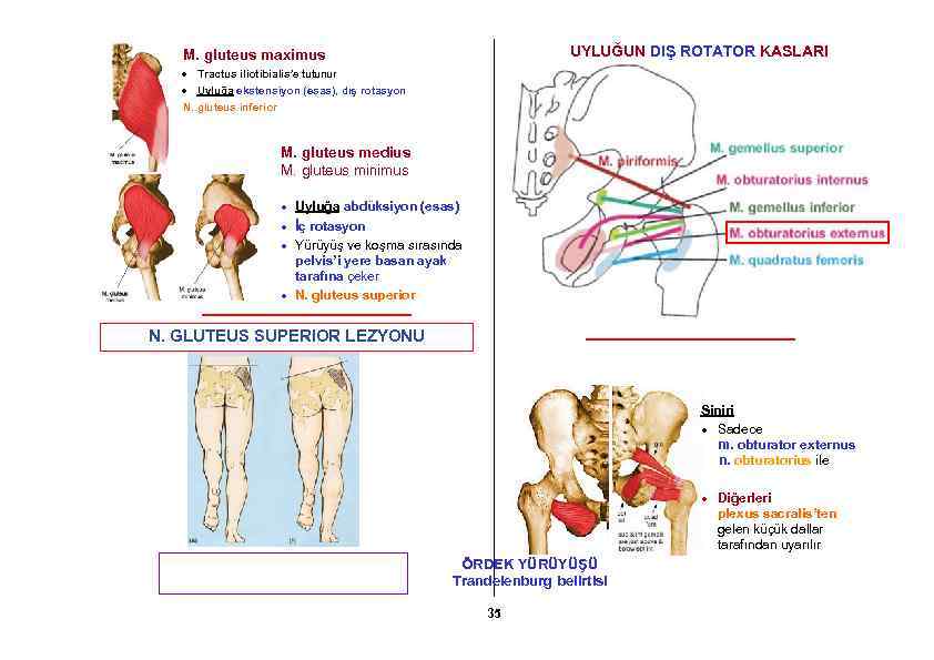 UYLUĞUN DIŞ ROTATOR KASLARI M. gluteus maximus Tractus iliotibialis’e tutunur Uyluğa ekstensiyon (esas), dış