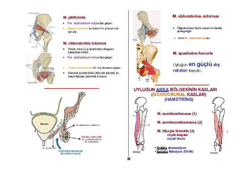 M. obturatorius externus M. piriformis For. ischiadicum majus’tan geçer. Plexus sacralis bu kasın ön