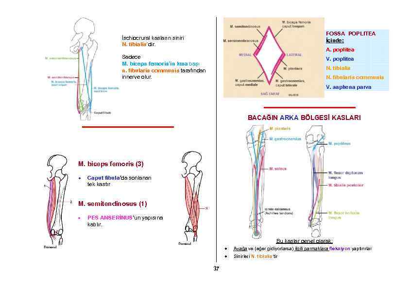 FOSSA POPLITEA İçinde; İschiocrural kasların siniri N. tibialis’dir. A. poplitea Sadece M. biceps femoris’in