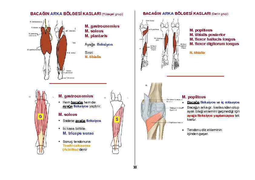 BACAĞIN ARKA BÖLGESİ KASLARI (Derin grup) BACAĞIN ARKA BÖLGESİ KASLARI (Yüzeyel grup) M. gastrocnemius