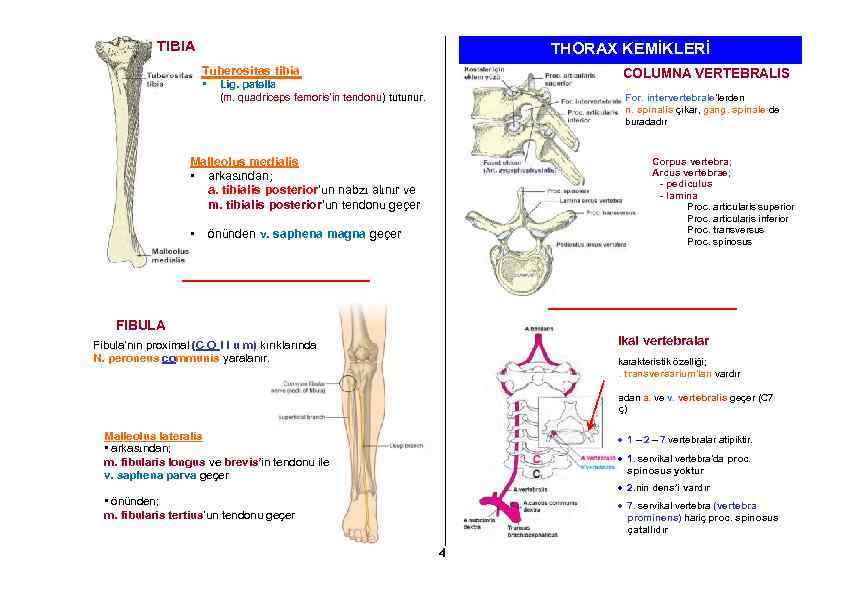 TIBIA THORAX KEMİKLERİ Tuberositas tibia • COLUMNA VERTEBRALIS Lig. patella (m. quadriceps femoris’in tendonu)