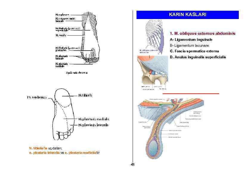 KARIN KASLARI 1. M. obliquus externus abdominis A- Ligamentum inguinale B- Ligamentum lacunare C.