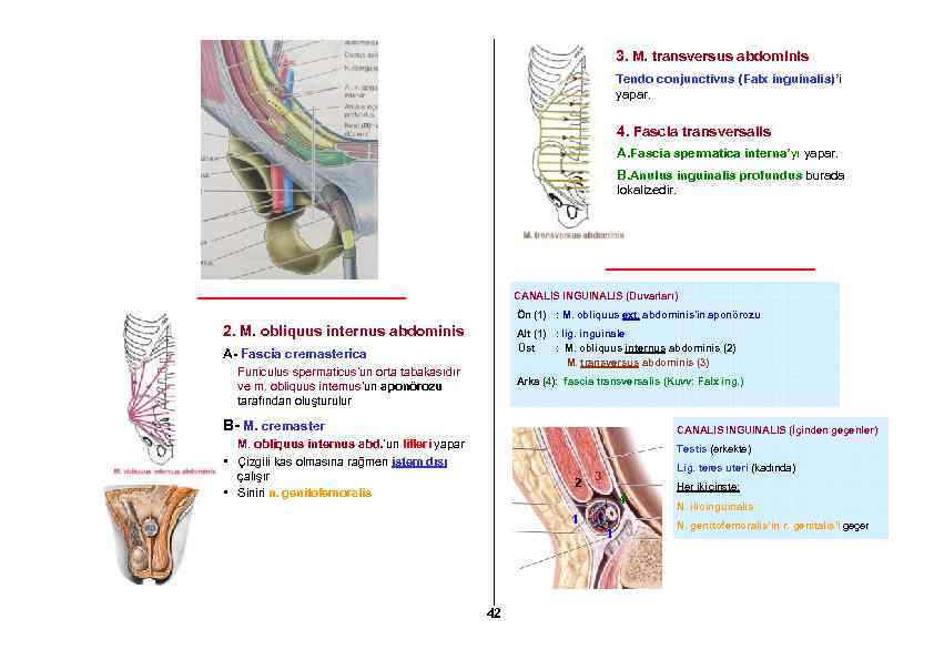 3. M. transversus abdominis Tendo conjunctivus (Falx inguinalis)’i yapar. 4. Fascia transversalis A. Fascia