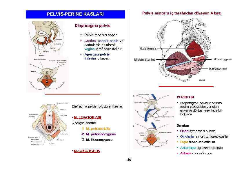 Pelvis minor’u iç tarafından döşeyen 4 kas; PELVİS-PERİNE KASLARI Diaphragma pelvis • Pelvis tabanını